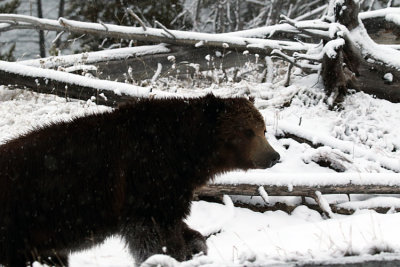 Grizzly Boar in the Snow.jpg