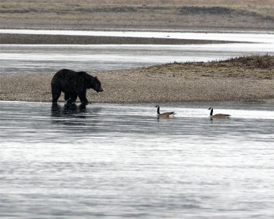 Grizzly in Alum Creek.jpg