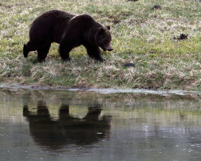 Grizzly Reflection.jpg