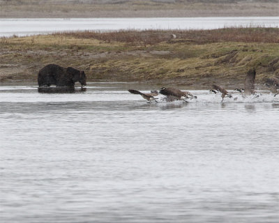 Grizzly with Geese.jpg