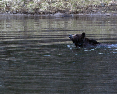 Grizzly Swimming in Alum Creek.jpg
