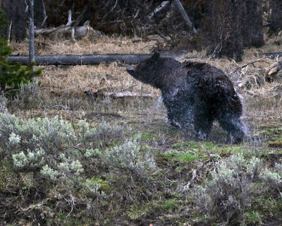 Grizzly Shaking Off.jpg