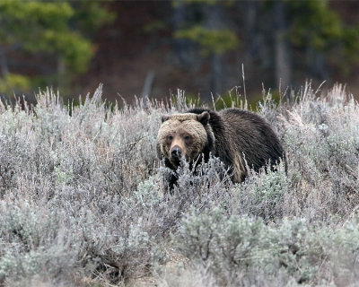 Grizzly in the Sage.jpg