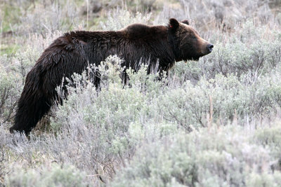 Grizzly on the Riverbank.jpg
