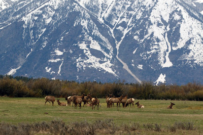 Elk Herd in the Tetons.jpg