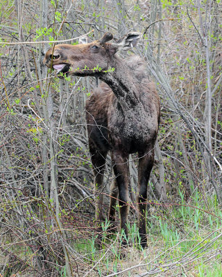 Moose Chowing Down.jpg