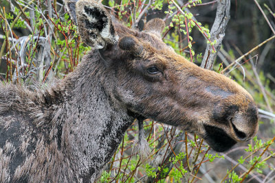 Moose Closeup.jpg