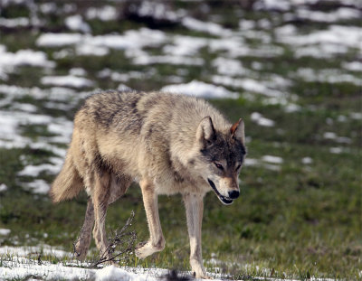 Wolf Loping.jpg