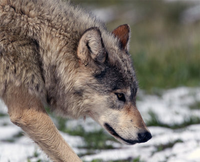 Wolf Closeup.jpg