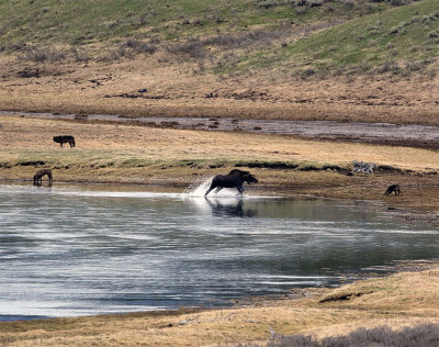 Moose chasing a wolf.jpg