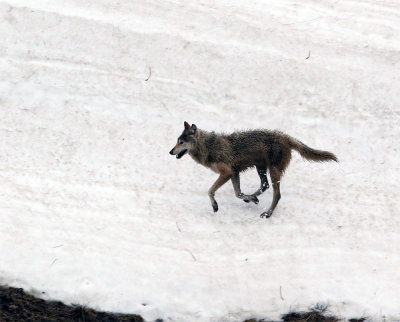 Grey Wolf on the Snow.jpg