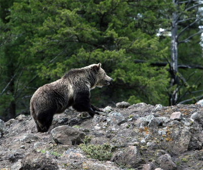 Grizzly on the cliff.jpg