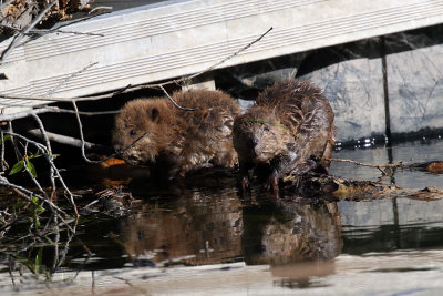 Beaver babies.jpg