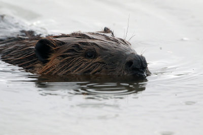 Beaver swimming.jpg
