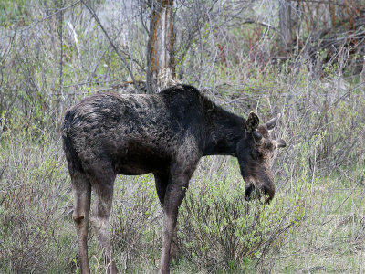 Young Bull Moose.jpg