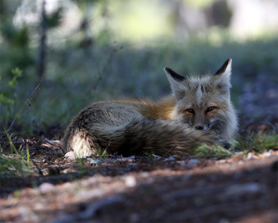 Fox resting.jpg