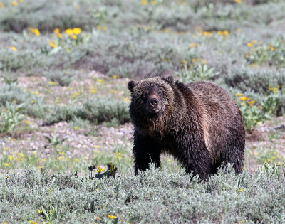 Grizzly in the field.jpg