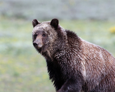 Grizzly with porcupine quill.jpg