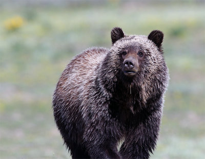Grizzly Stare.jpg