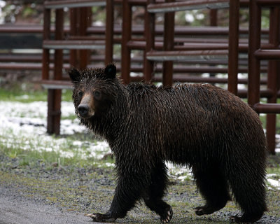 Young Grizzly at the Pahaska Trailhead.jpg