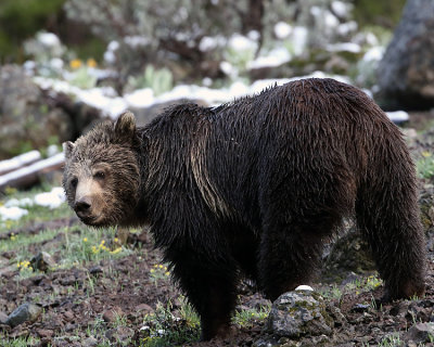 Grizzly on the East Side.jpg