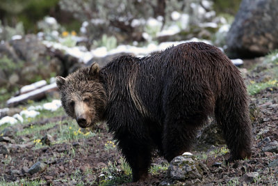 Grizzly Grazing.jpg
