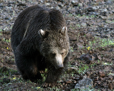 Grizzly in the Dirt.jpg