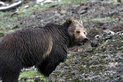 Grizzly Munching on the Grass.jpg