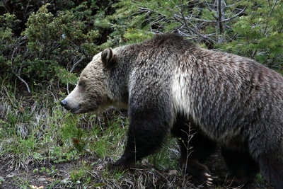 East Entrance Grizzly.jpg
