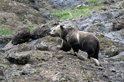 Grizzly on the Rocks.jpg