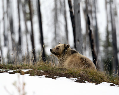 Snow Grizzly.jpg