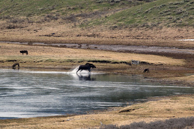 Moose Chasing Away a Wolf.jpg