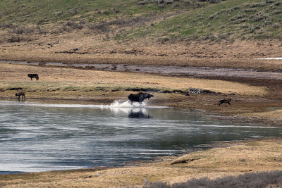Moose Chasing Away a Wolf in the Hayden.jpg