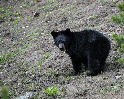 Black Bear Cub.jpg