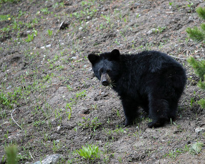 Black Bear Cub Near Canyon.jpg