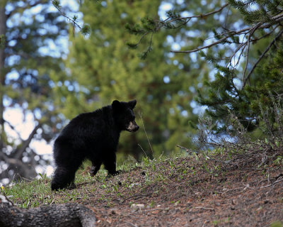 Black Bear Cub on the Hill.jpg