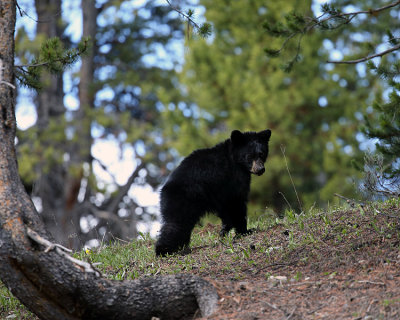 Black Bear Cub Climbing the Hill.jpg