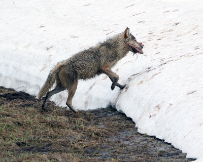 Wolf Climbing the Snow with a Mouthful.jpg