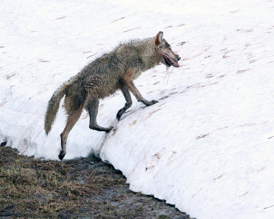 Wolf on the Snow.jpg