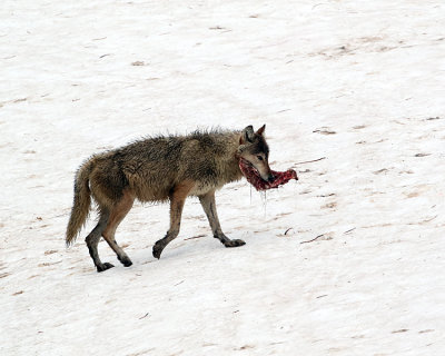 Grey Wolf with Elk Steak.jpg