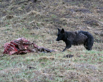 Black Wolf on the Carcass.jpg