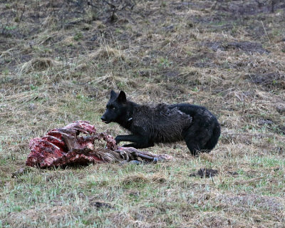 Black Wolf at the Carcass.jpg
