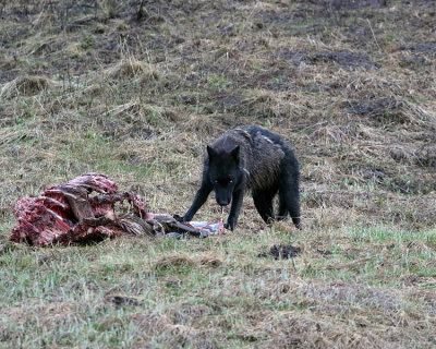 Black Wapiti Lake Wolf on a carcass.jpg