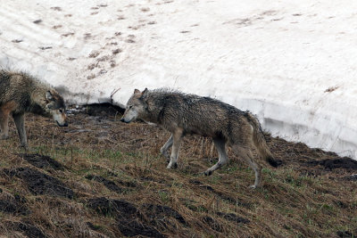 Wapiti Lake Pack Wolves Greeting Each Other.jpg
