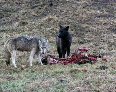 Wolves on the Carcass.jpg