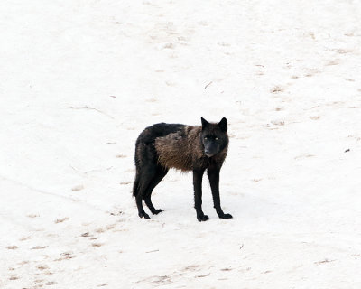 Black Wapiti Lake Wolf in the Snow.jpg