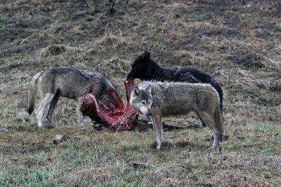 Three Wolves on the Carcass.jpg