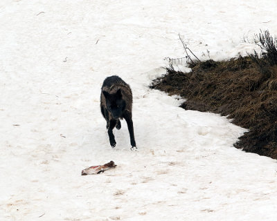 Black Wolf with a Morsel.jpg