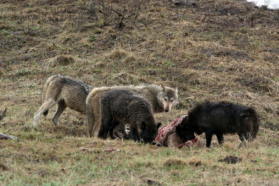 Four Wolves on the Carcass.jpg