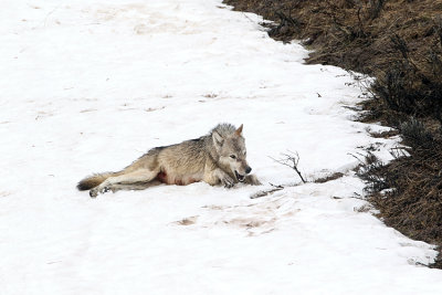 White Wolf on the Snow.jpg